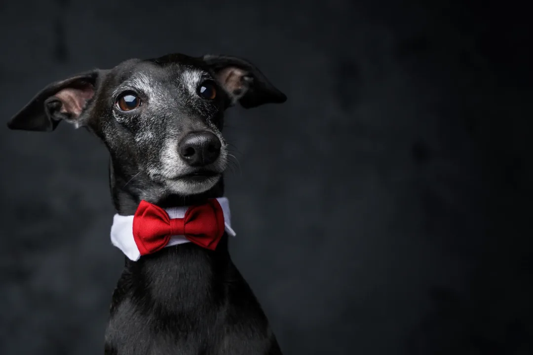 Portrait of a stylish black Italian Greyhound dog