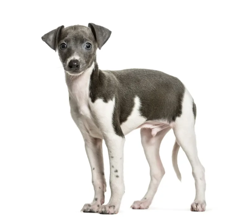 Cute gray and white Italian Greyhound puppy standing