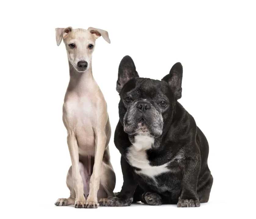 Two dogs; French Bulldog and Italian Greyhound dog, side by side